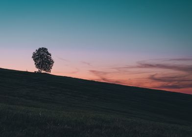 Sunset Tree