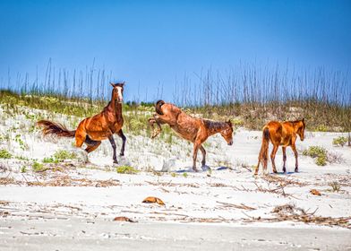 Cumberland Island Horses