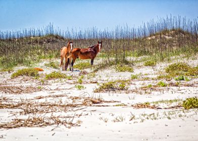 Cumberland Island Horses