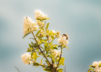 Bee Exploring Flower