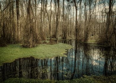 Swamp in Southeast Georgia