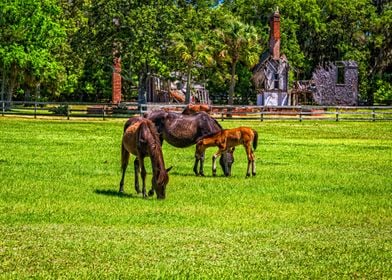 Cumberland Island Horses