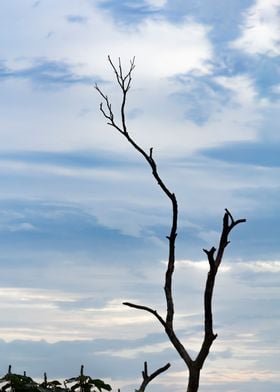 Branches and Hikes