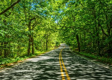 Race Point Road Cape Cod