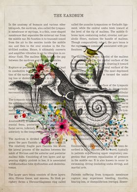 Eardrum  Flower Anatomy