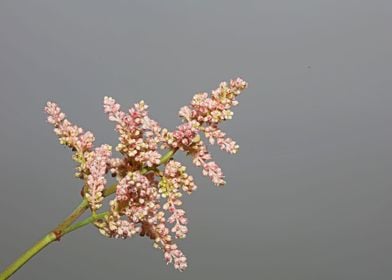 Astilbe flower blossoming