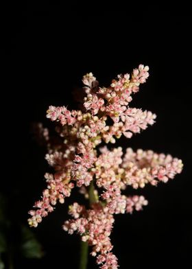 Flower blossoming close up