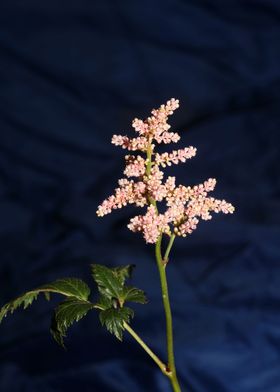 Astilbe flower blossoming