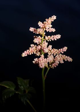 White flower blossoming