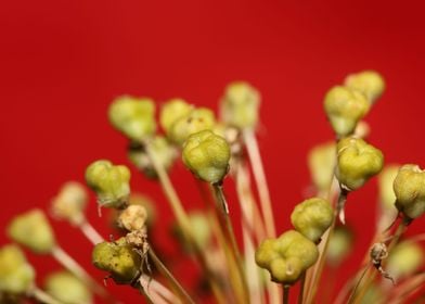 Allium nigrum close up