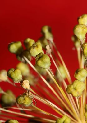 Flower fruits background