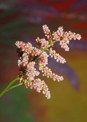 Flower blossoms background