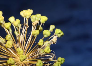 Allium nigrum close up