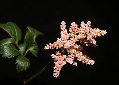 Astilbe flower blossoming