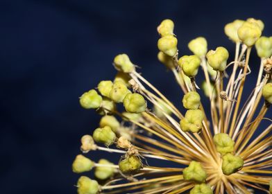 Allium nigrum close up