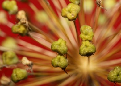 Flower fruits background