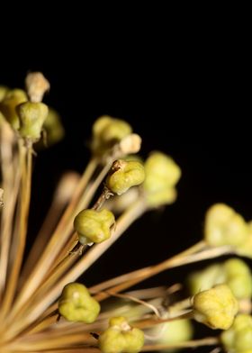 Flower blossoming close up