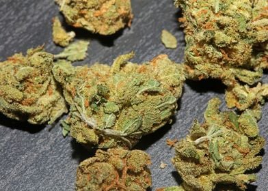 Weed smokig buds close up