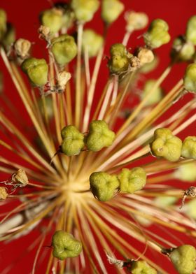 Flower fruits background