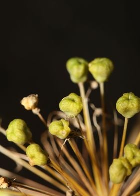 Allium nigrum close up