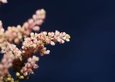 Astilbe flower blossoming