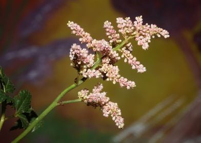 Astilbe flower blossoming