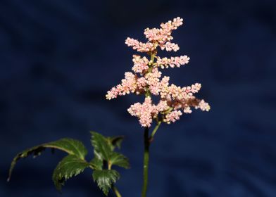 Flower blossoming close up