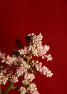 Flower blossoming close up