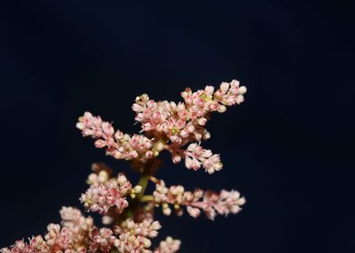 Astilbe flower blossoming