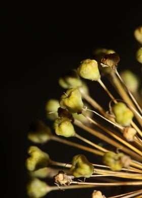 Flower blossoming close up