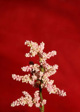 Flower blossoming close up