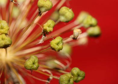 Flower blossoming close up