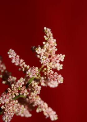 White flower blossoming