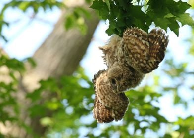 Upside down baby owl