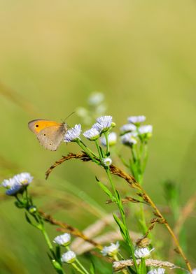 Butterfly on white flower