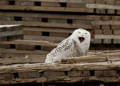 Laughing snowy owl