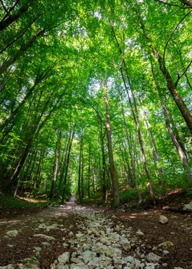 Forest path