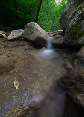 Creek in the forest