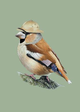 Hawfinch