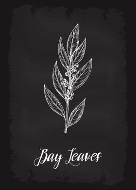 Kitchen Herbs Bay Leaves