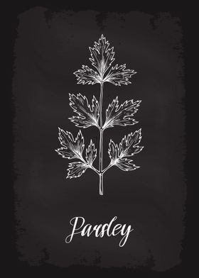 Kitchen Herbs Parsley