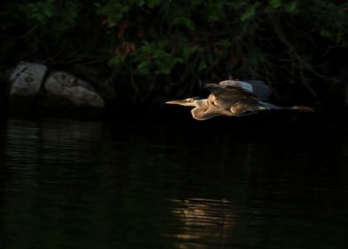 Great blue heron