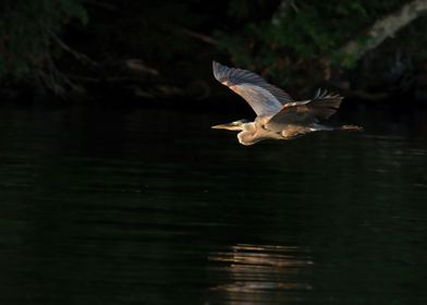 Great Blue