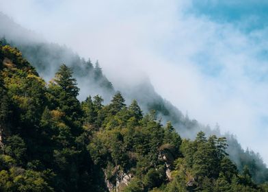 Alpine Forest Trees