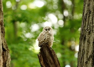 Owl nap