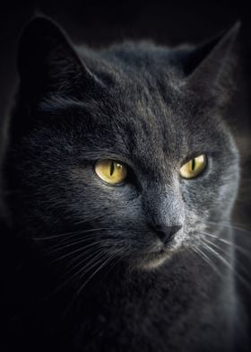 Grey cat in the dark