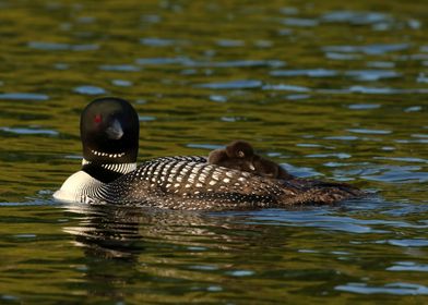 Sleeping baby loon