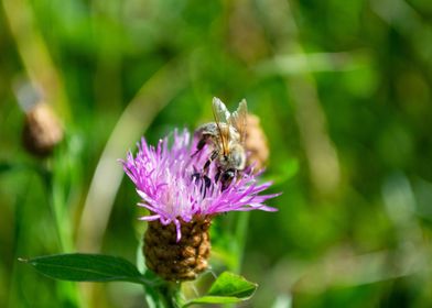 Bee on a flower