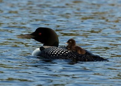 Hitching a ride