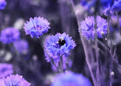 Abeille dans les Bleuets